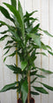 Kamerplant Drakenbloedboom Dracaena Fragrans Donkergroen 120 cm