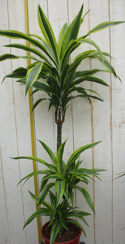 Kamerplant Drakenbloedboom Dracaena Fragrans Geel-Groen 120 cm