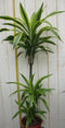 Kamerplant Drakenbloedboom Dracaena Fragrans Geel-Groen 120 cm