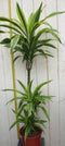 Kamerplant Drakenbloedboom Dracaena Fragrans Geel-Groen 120 cm