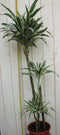 Kamerplant Drakenbloedboom Dracaena Fragrans Wit-Groen 120 cm