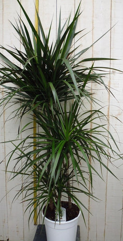 Kamerplant Drakenbloedboom Dracaena Marginata smal blad Groen 120 cm