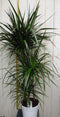 Kamerplant Drakenbloedboom Dracaena Marginata smal blad Groen 120 cm