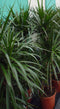 Kamerplant Drakenbloedboom Dracaena Marginata smal blad Groen 120 cm