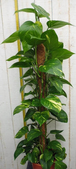 Kamerplant Epipremnum 100 cm
