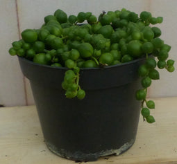 Kamerplant Erwtenplant
