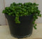 Kamerplant Erwtenplant
