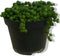 Kamerplant Erwtenplant
