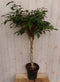 Kamerplant Ficus Benjamina
