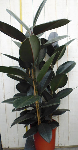 Kamerplant Ficus elastica robusta 100 cm