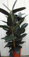 Kamerplant Ficus elastica robusta 100 cm
