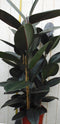 Kamerplant Ficus elastica robusta 100 cm