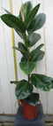 Kamerplant Ficus elastica robusta 80 cm