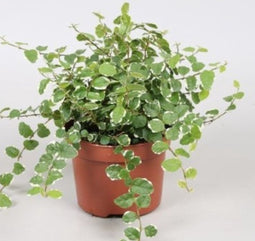 Kamerplant Ficus Pumila