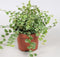 Kamerplant Ficus Pumila