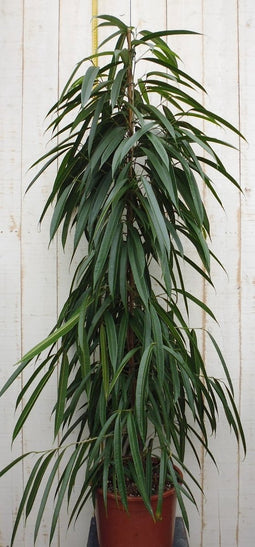 Kamerplant Ficus Smal blad 160 cm