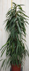 Kamerplant Ficus Smal blad 160 cm