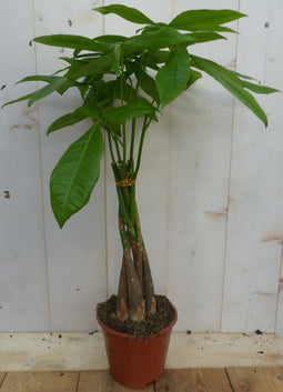 Kamerplant Geldboom Pachira