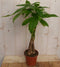 Kamerplant Geldboom Pachira