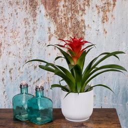 Kamerplant - Guzmania Calypso double