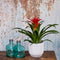Kamerplant - Guzmania Calypso double