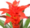 Kamerplant - Guzmania Calypso double