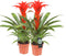 Kamerplant - Guzmania Calypso double