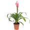 Kamerplant - Guzmania Candy single