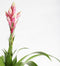 Kamerplant - Guzmania Candy single