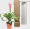 Kamerplant - Guzmania Candy single