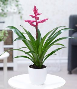 Kamerplant - Guzmania Deseo Pink single
