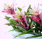 Kamerplant - Guzmania Deseo Pink single