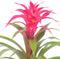 Kamerplant - Guzmania Deseo Pink single