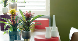 Kamerplant - Guzmania Deseo White double
