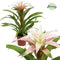 Kamerplant - Guzmania Deseo White double