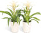 Kamerplant - Guzmania Deseo White double