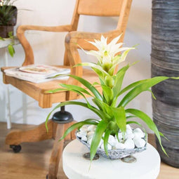 Kamerplant - Guzmania Deseo White single
