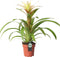Kamerplant - Guzmania Deseo White single