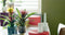 Kamerplant - Guzmania Deseo White single