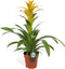 Kamerplant - Guzmania Deseo Yellow single