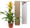 Kamerplant - Guzmania Deseo Yellow single