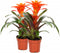 Kamerplant - Guzmania Fiero Orange double