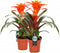 Kamerplant - Guzmania Fiero Orange double