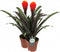 Kamerplant - Guzmania Tala double