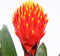 Kamerplant - Guzmania Tala double