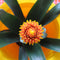 Kamerplant - Guzmania Tala double