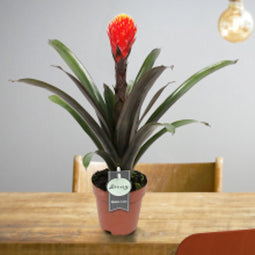 Kamerplant - Guzmania Tala single