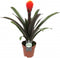 Kamerplant - Guzmania Tala single