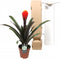 Kamerplant - Guzmania Tala single
