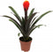 Kamerplant - Guzmania Tala single